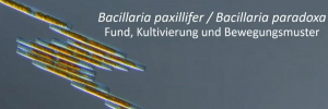 Bacillaria-Kultivierung__Foto_Thomas_Harbich