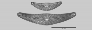 Größen von Diatomeen (Vortrag Thomas Harbich)