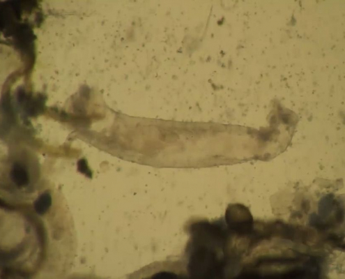 Kriebelmücken Homepage der Tübinger Mikroskopischen Gesellschaft e. V.