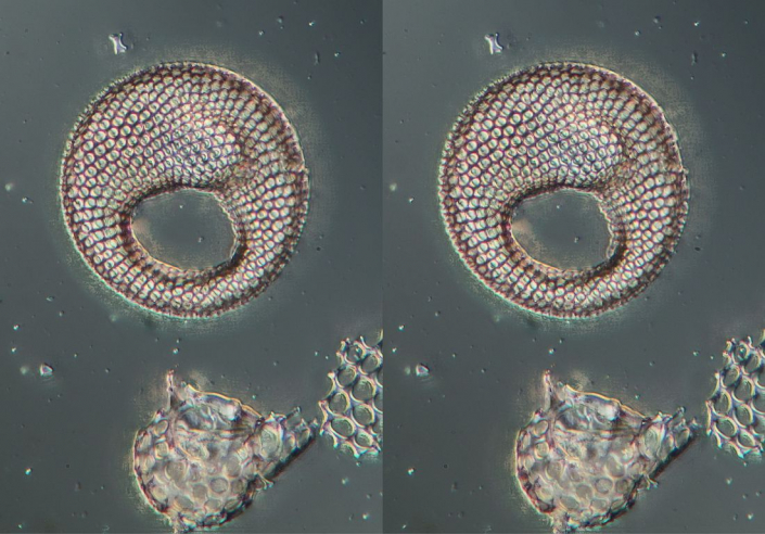 Coscinodiscus excavatus (2) KREUZBLICK (Foto Igor Reicher)