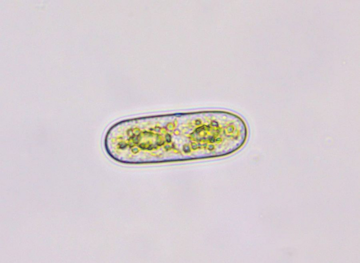 Unbekannt - Bild 063 (Foto Günther Dorn)