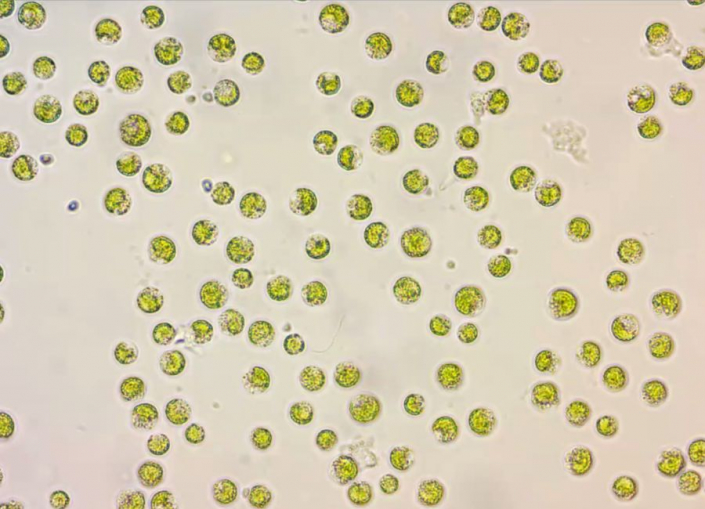 Unbekannt - Bild 064 (Foto Günther Dorn)