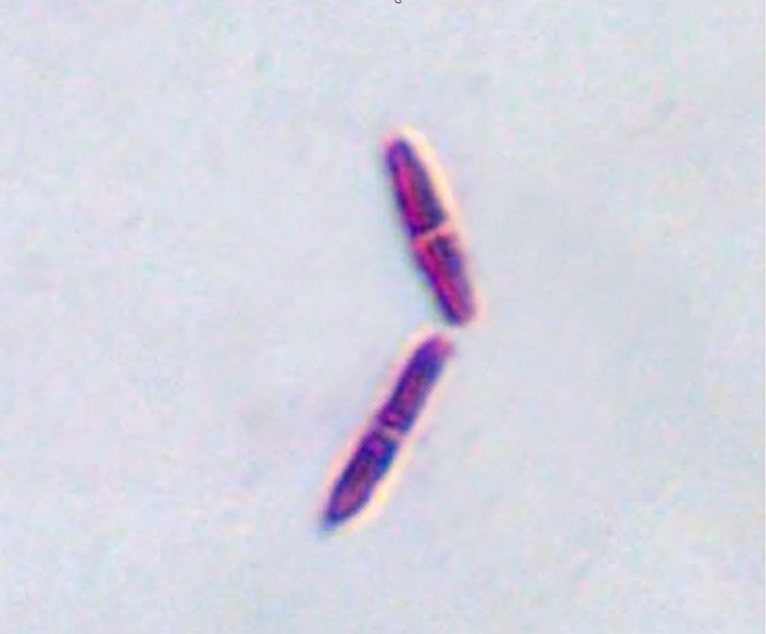 Unbekannt - Bild 065a (Foto Günther Dorn)