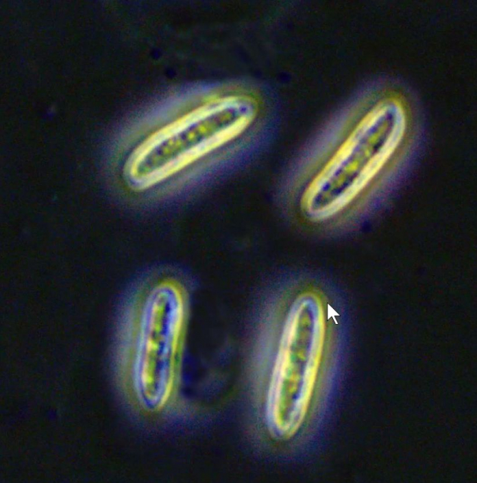 Unbekannt - Bild 065b (Foto Günther Dorn)