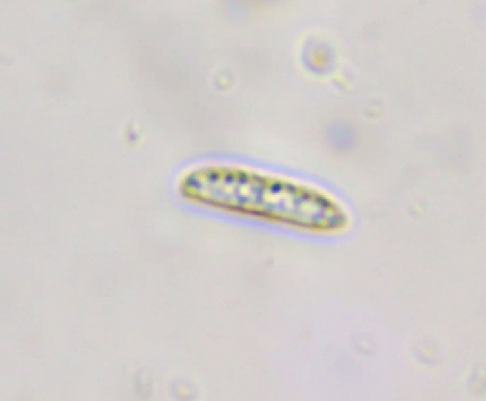 Unbekannt - Bild 065c (Foto Günther Dorn)