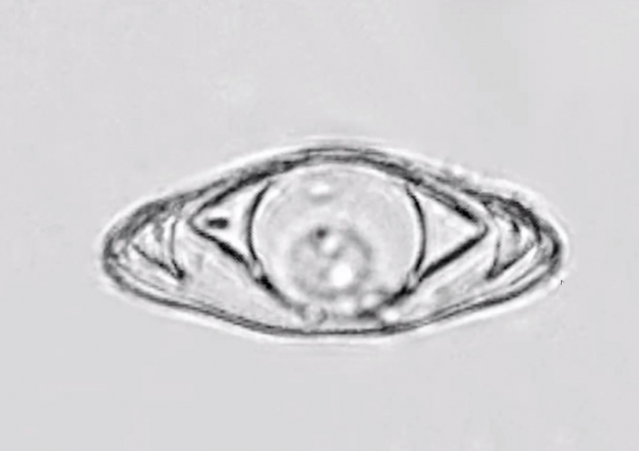 Unbekannt - Bild 066 (Foto Günther Dorn)