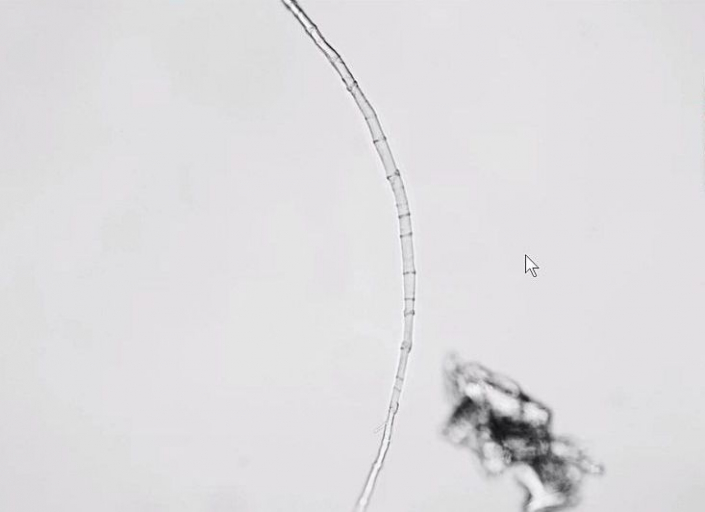 Undefinierbare Bernsteineinschlüsse (Foto Günther Dorn)