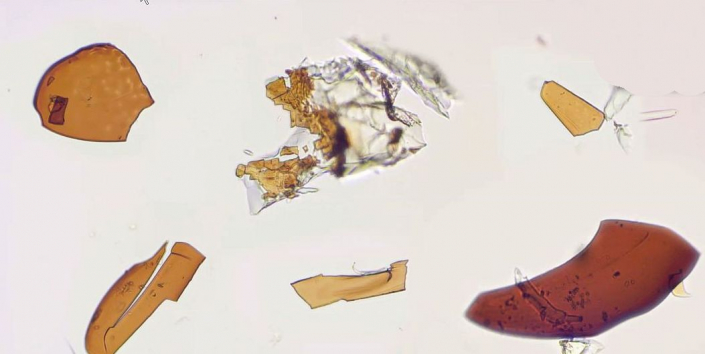 Undefinierbare Bernsteineinschlüsse (Foto Günther Dorn)