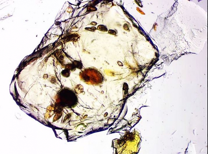 Undefinierbare Bernsteineinschlüsse (Foto Günther Dorn)