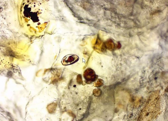 Undefinierbare Bernsteineinschlüsse (Foto Günther Dorn)