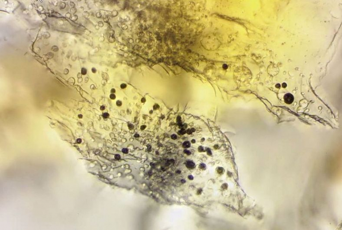 Undefinierbare Bernsteineinschlüsse (Foto Günther Dorn)