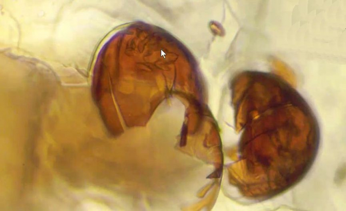 Undefinierbare Bernsteineinschlüsse (Foto Günther Dorn)