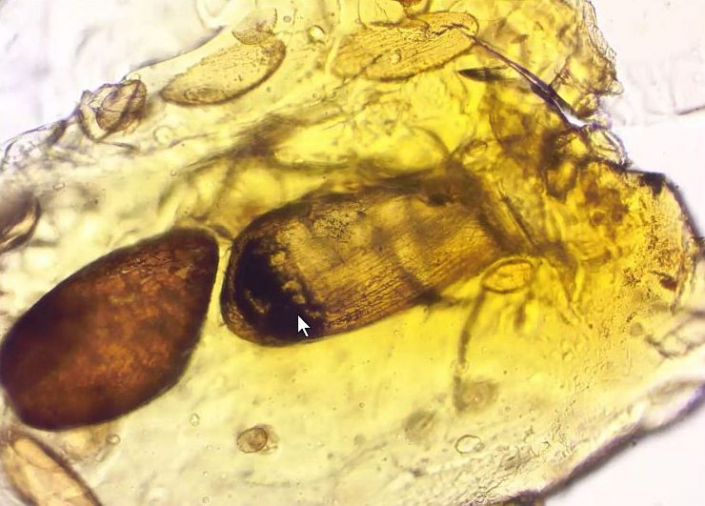 Undefinierbare Bernsteineinschlüsse (Foto Günther Dorn)