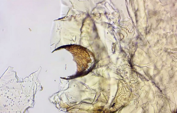 Undefinierbare Bernsteineinschlüsse (Foto Günther Dorn)