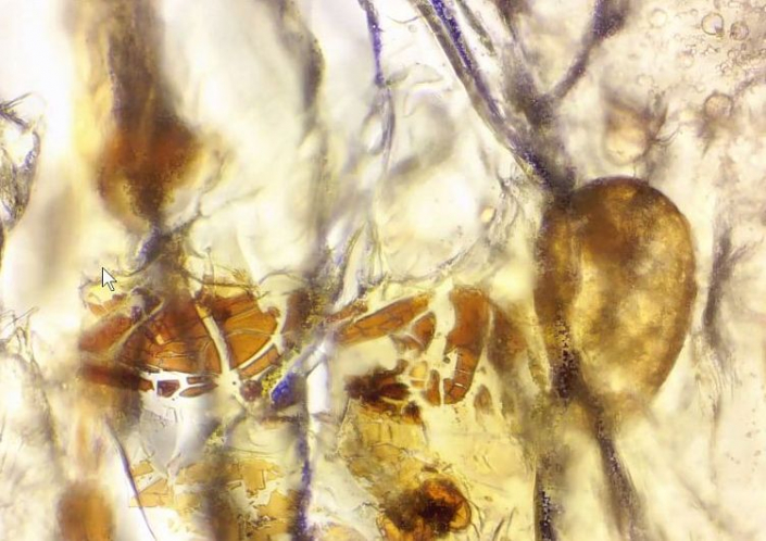 Undefinierbare Bernsteineinschlüsse (Foto Günther Dorn)