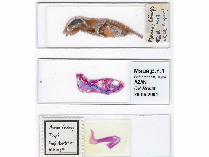 Maus-Embryo-Praeparate__Foto_Alfons_Renz