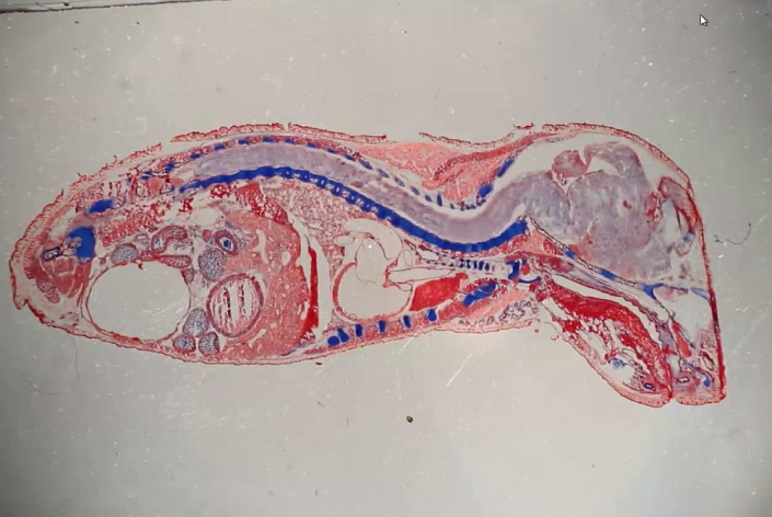 Maus-Embryo__Foto_Alfons_Renz_1