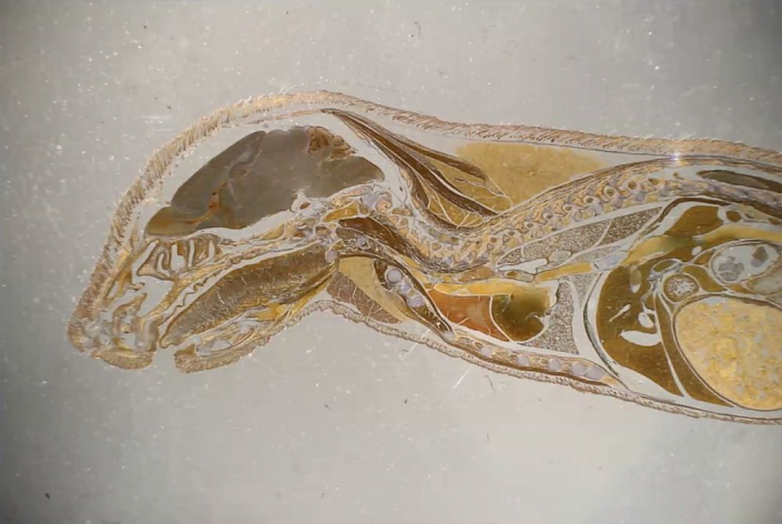 Maus-Embryo__Foto_Alfons_Renz_2