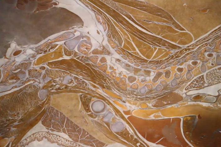 Maus-Embryo__Foto_Alfons_Renz_3