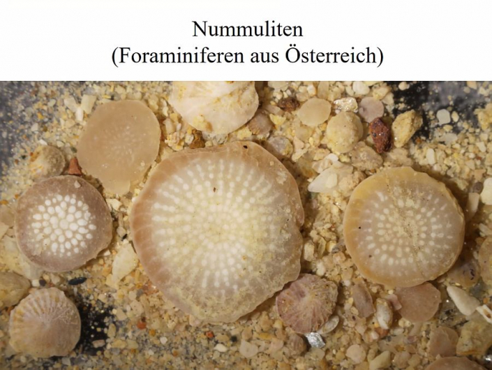 Numuliten_aus_Oesterreich__Foto_TMG_2