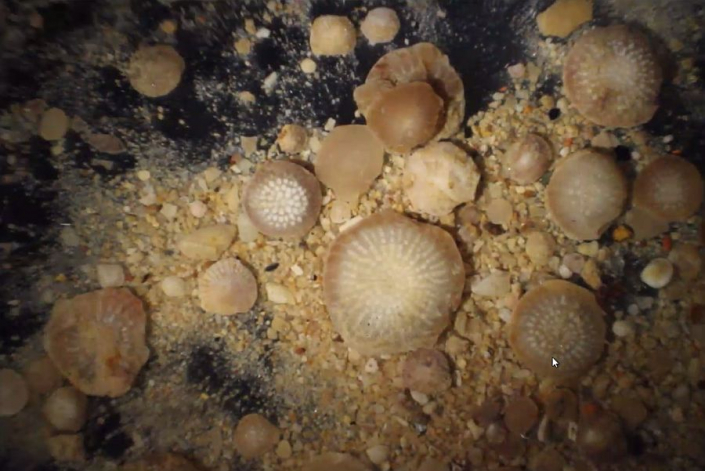 Numuliten_aus_Oesterreich__Foto_TMG_3