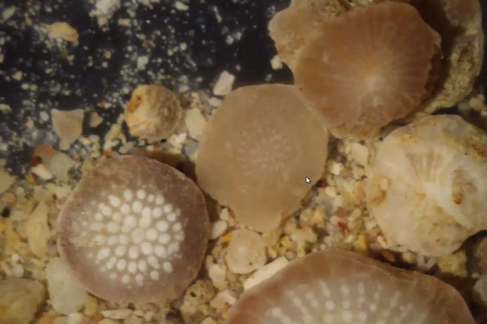 Numuliten_aus_Oesterreich__Foto_TMG_5