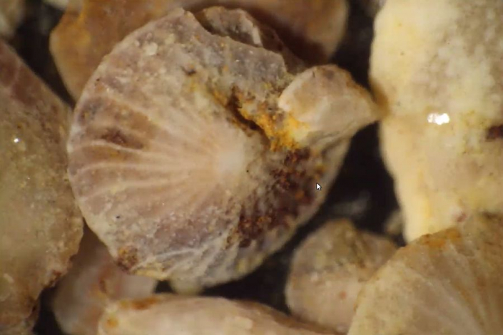 Numuliten_aus_Oesterreich__Foto_TMG_9