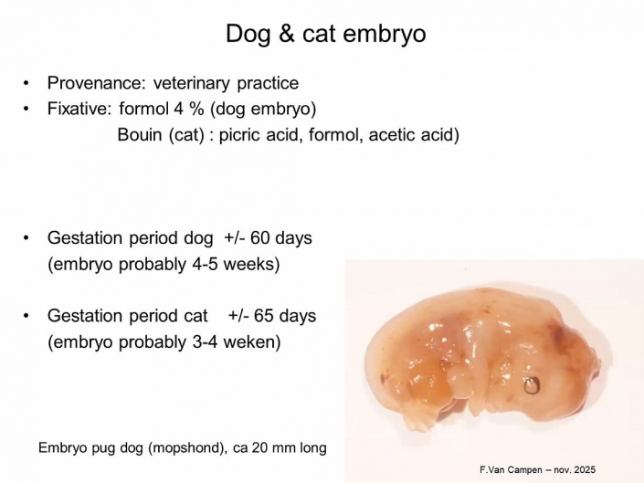 Praeparation_von_Hunde_und_Katzen-Embryos__Beitrrag_und_Foto_Frank_Van_Campen_02