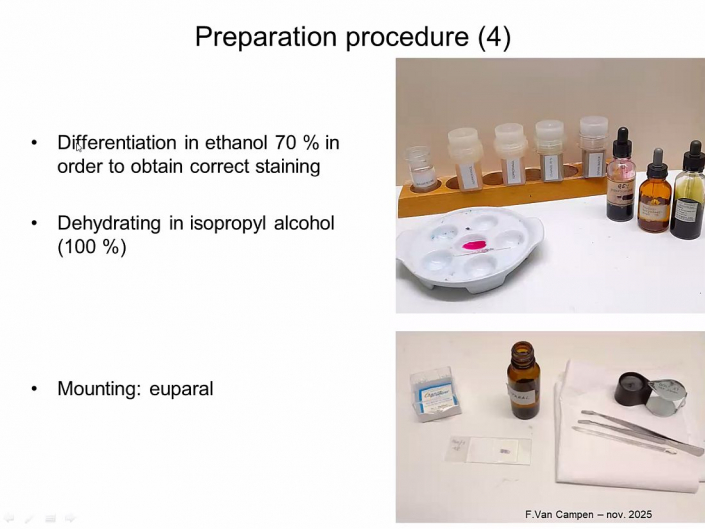 Praeparation_von_Hunde_und_Katzen-Embryos__Beitrrag_und_Foto_Frank_Van_Campen_06