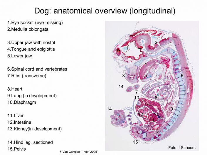 Praeparation_von_Hunde_und_Katzen-Embryos__Beitrrag_und_Foto_Frank_Van_Campen_07