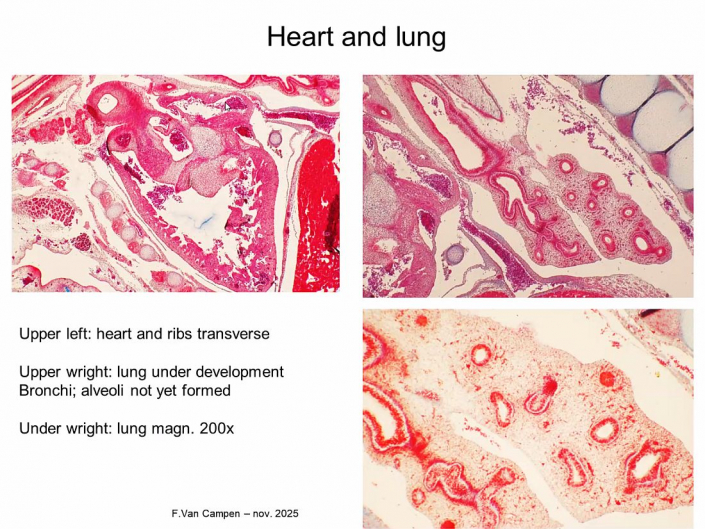 Praeparation_von_Hunde_und_Katzen-Embryos__Beitrrag_und_Foto_Frank_Van_Campen_08