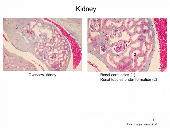 Praeparation_von_Hunde_und_Katzen-Embryos__Beitrrag_und_Foto_Frank_Van_Campen_09