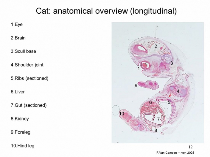 Praeparation_von_Hunde_und_Katzen-Embryos__Beitrrag_und_Foto_Frank_Van_Campen_10