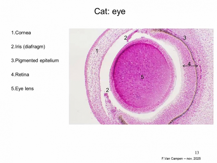 Praeparation_von_Hunde_und_Katzen-Embryos__Beitrrag_und_Foto_Frank_Van_Campen_11