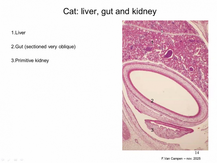 Praeparation_von_Hunde_und_Katzen-Embryos__Beitrrag_und_Foto_Frank_Van_Campen_12