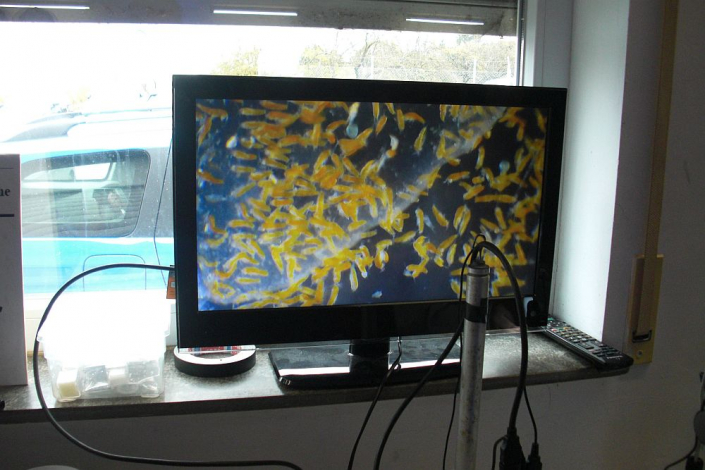 TMG_bei_der_Aquarienausstellung_Moessingen__Foto_Horst_Fries_02