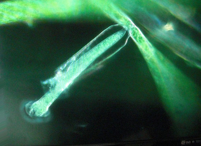 TMG_bei_der_Aquarienausstellung_Moessingen__Foto_Horst_Fries_03