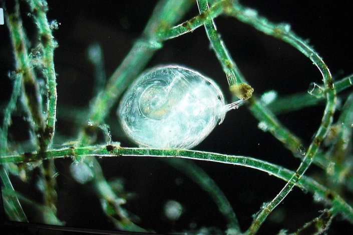 TMG_bei_der_Aquarienausstellung_Moessingen__Foto_Horst_Fries_04