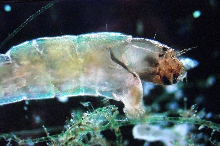 TMG_bei_der_Aquarienausstellung_Moessingen__Foto_Horst_Fries_08