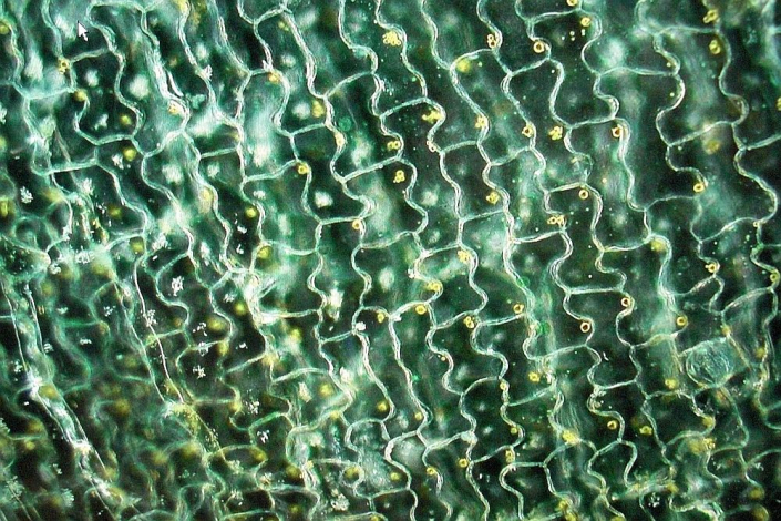 TMG_bei_der_Aquarienausstellung_Moessingen__Foto_Horst_Fries_09