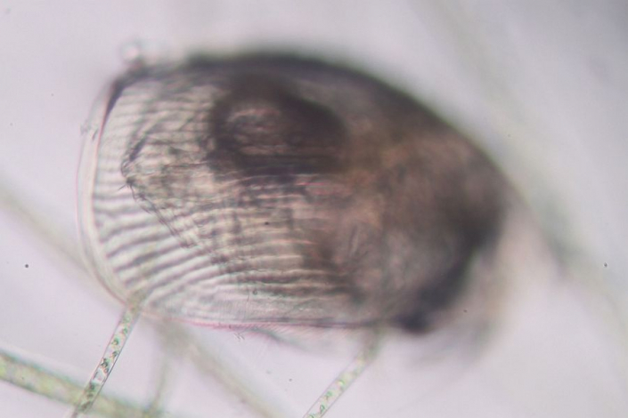 Aileswasensee-Maerz-2026__Alona__Foto_Horst_Fries