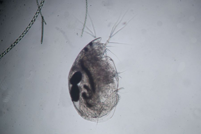 Aileswasensee-Maerz-2026__Chydorus_sphaericus_x__Foto_Horst_Fries