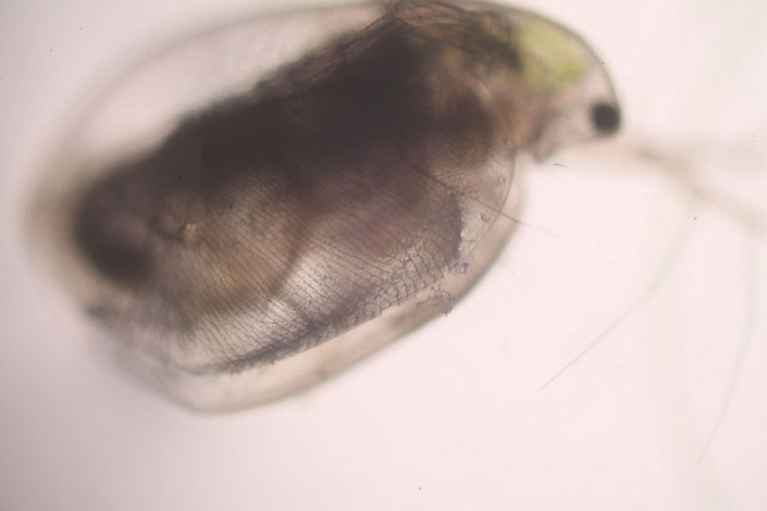 Aileswasensee-Maerz-2026__Simocephalus_vetulus_x__Foto_Horst_Fries