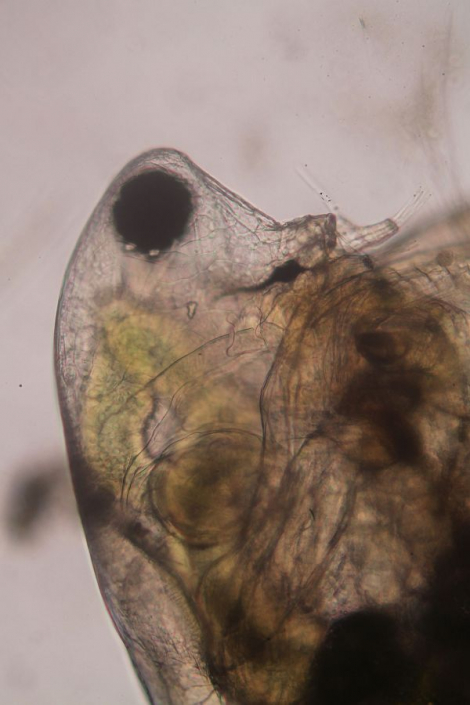 Aileswasensee-Maerz-2026__Simocephalus_vetulus_x__Portrait__Foto_Horst_Fries_2