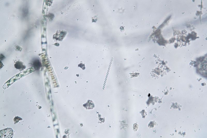 Aileswasensee-Maerz-2026__Spirolina jenneri_x__Foto_Horst_Fries