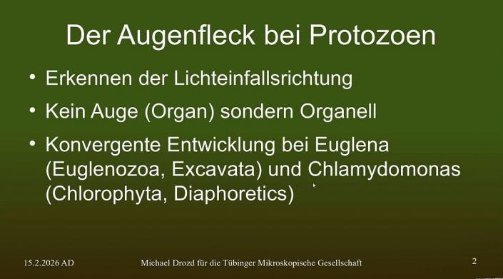 Augenfleck_bei_Protozoen__Beitrag_Michael_Drozd_1
