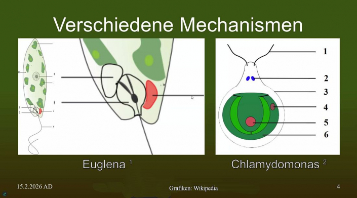 Augenfleck_bei_Protozoen__Beitrag_Michael_Drozd_3