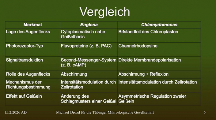 Augenfleck_bei_Protozoen__Beitrag_Michael_Drozd_4