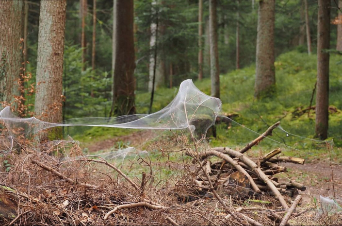 Baldachinspinnen_Linyphiidae__Foto_Gerhard_Schulz_1