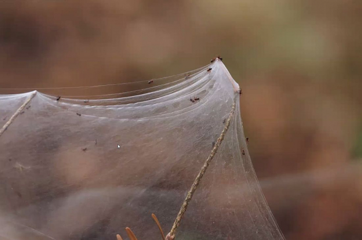 Baldachinspinnen_Linyphiidae__Foto_Gerhard_Schulz_2